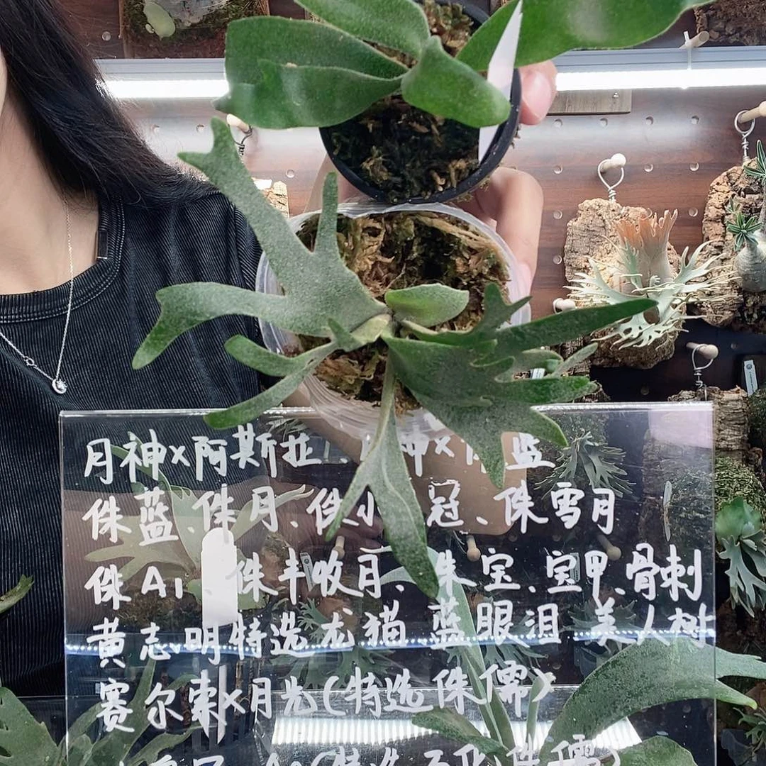 无花朵白狮王细菌