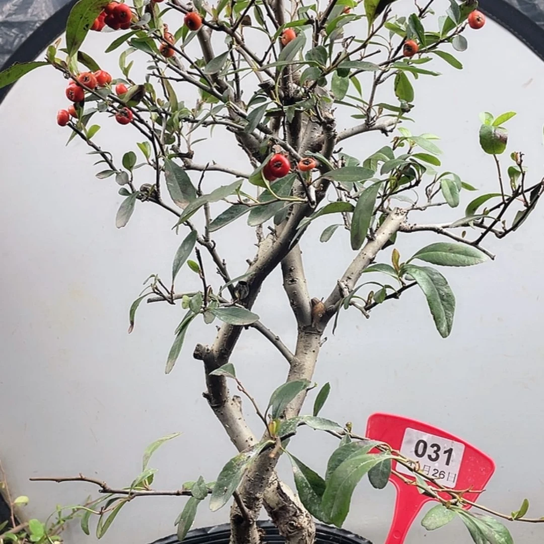 【闪购商品】无花朵031