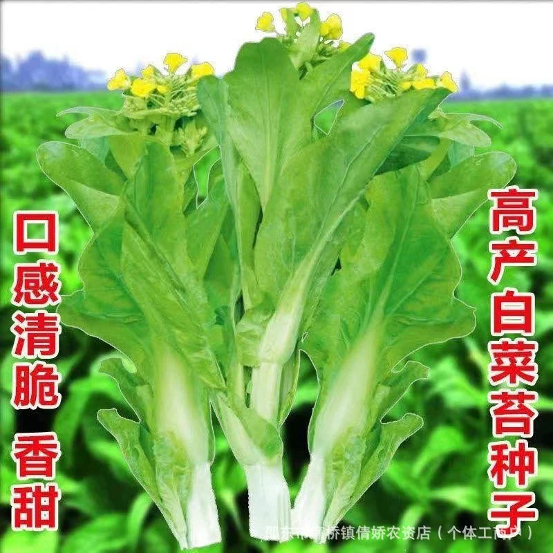 奶油白菜苔种子 青菜菜心苔芯大田庭院盆栽春秋四季采收种籽