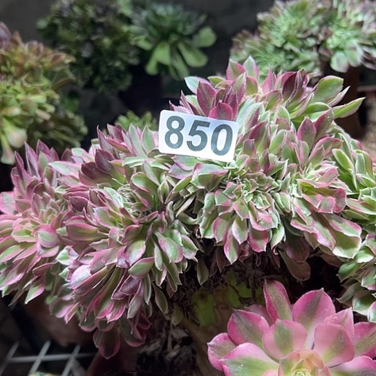 ℋ***࿐多肉植物一个微瑕女巫850