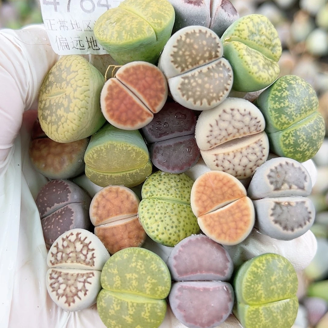 4784 好养易活生石花大母本20个1.5cm左右