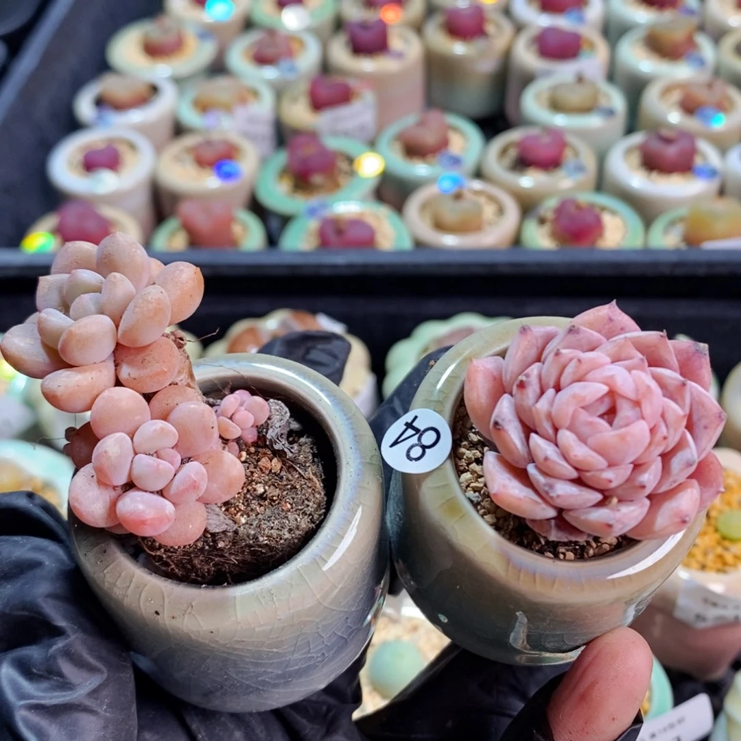 5796--一物一拍 带盆