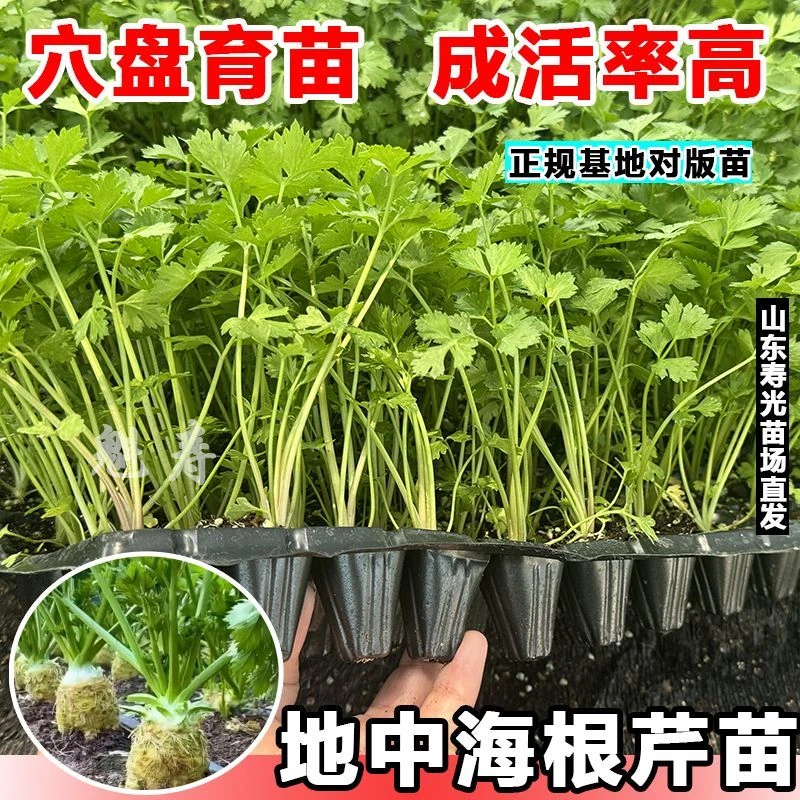 对版芹菜地中海根芹苗寿光芹菜苗四季耐寒山东芹菜冬季盆栽