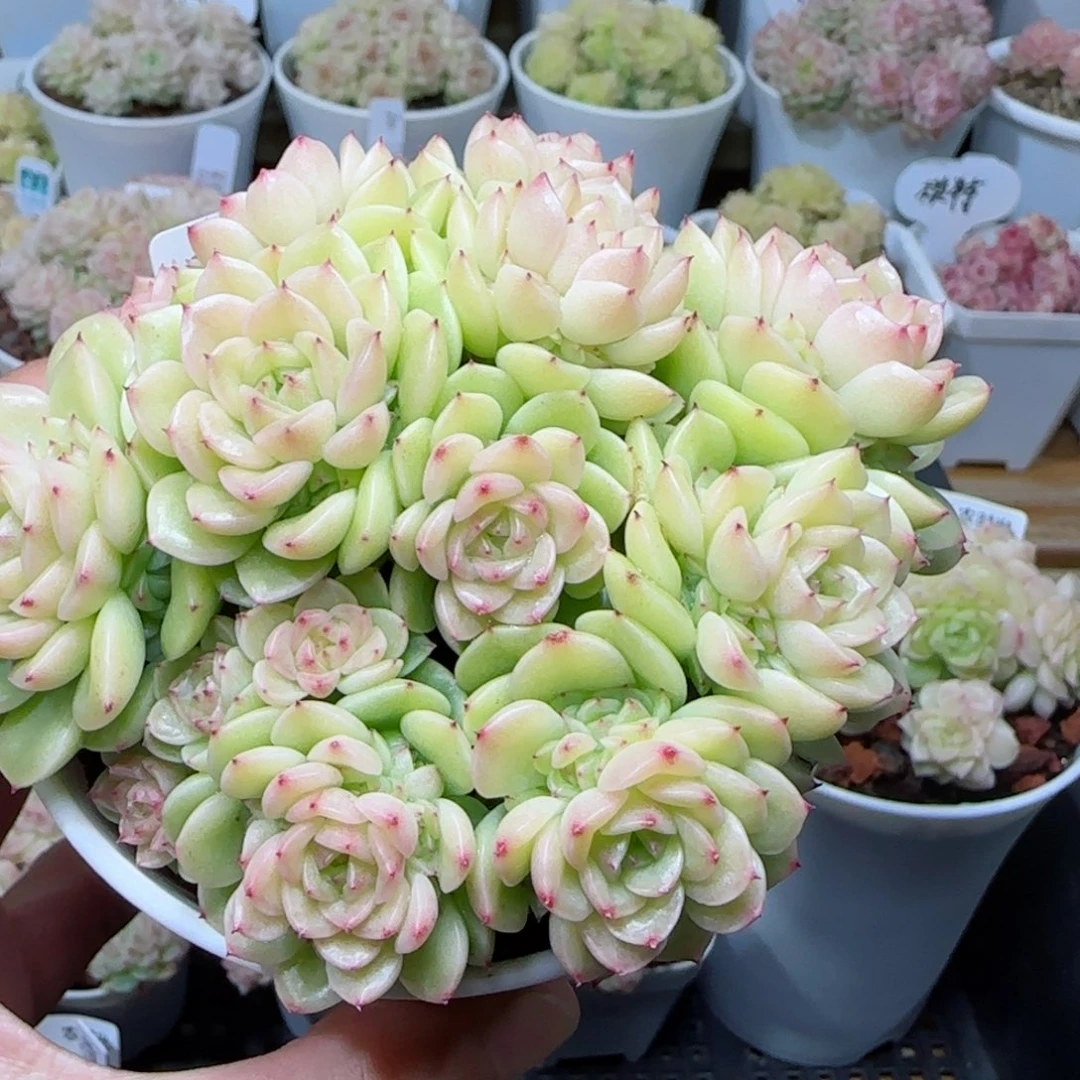 【闪购商品】0226-255（m1-412-2）