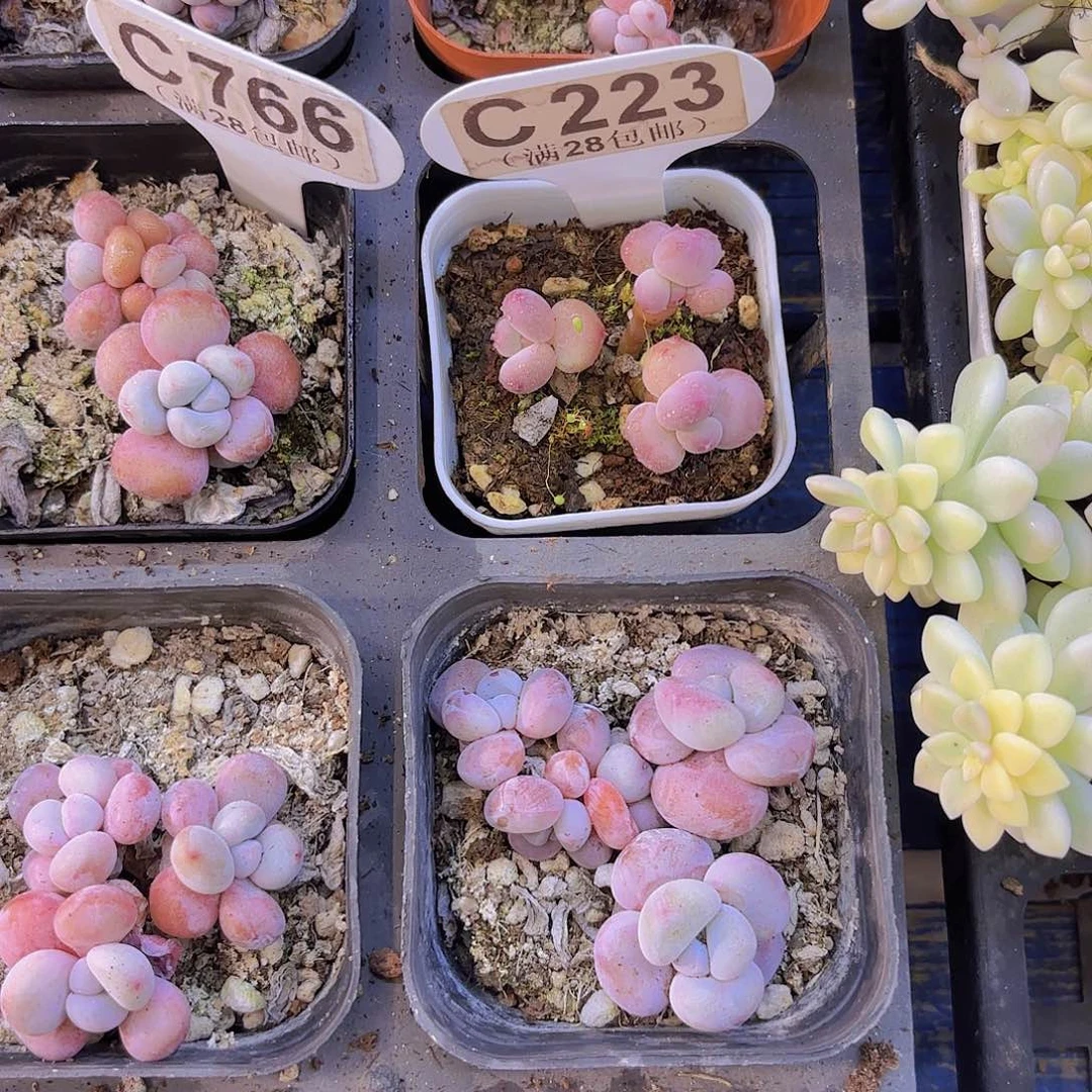 我***你C223萤火虫一物一拍