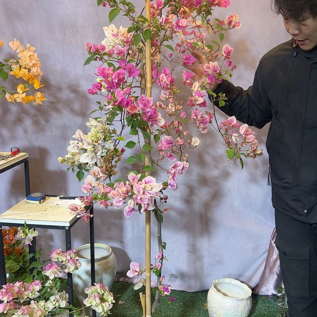 大量花朵（建议范围：8朵-15朵 或40%以上）漳红婴