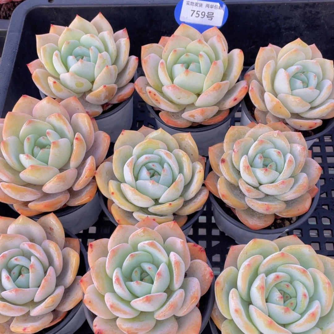 759号宽叶大单头凤橙一个