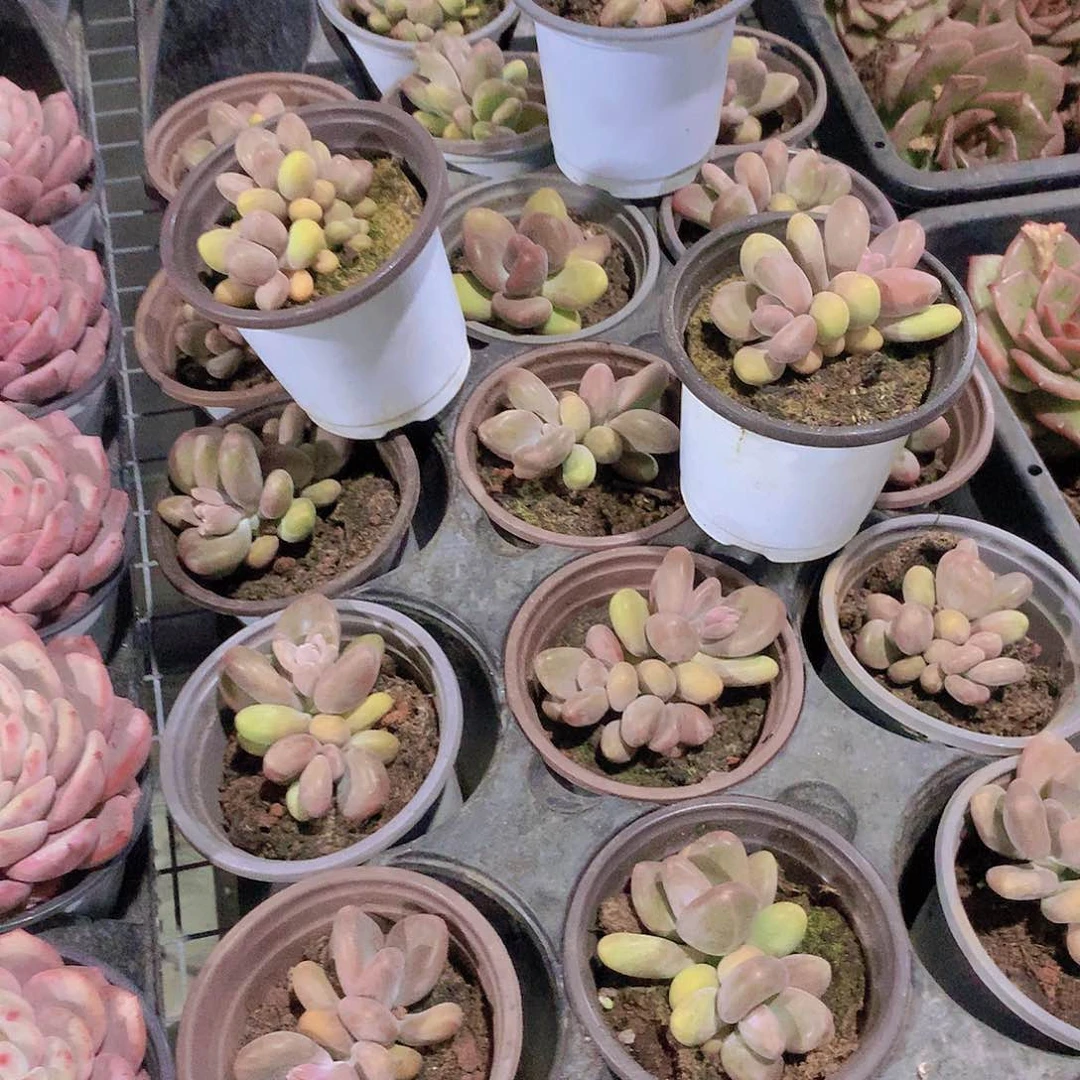 芒果奶234578899000