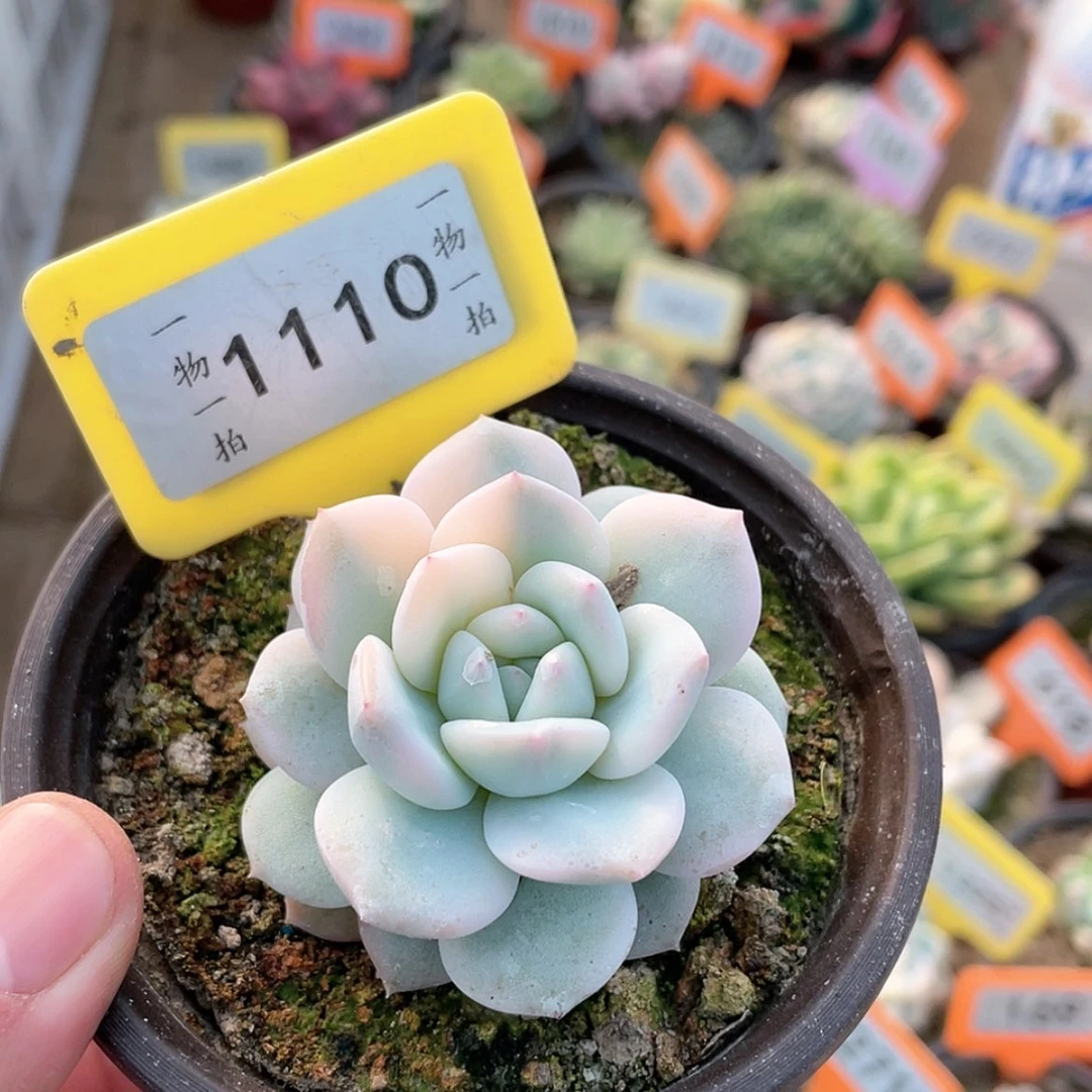 【闪购商品】1110号
