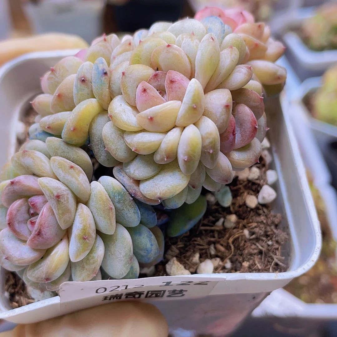 花****a000000000122一物一拍