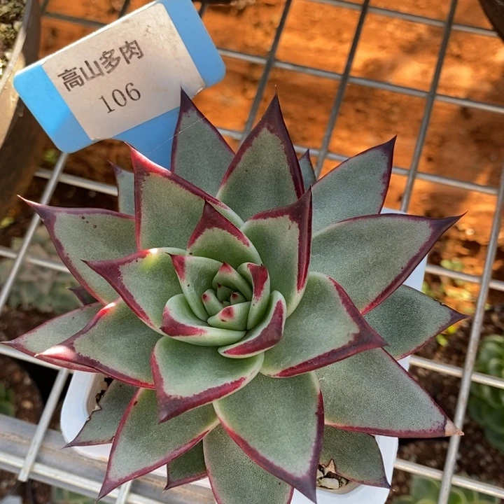 D106- 直播福利 乌木