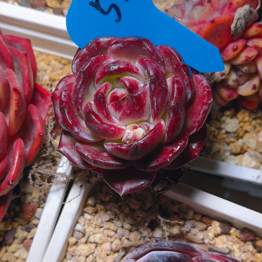 赠****深夜魔侠53号一物一拍