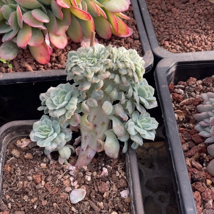 【闪购商品】泡泡纱锦缀