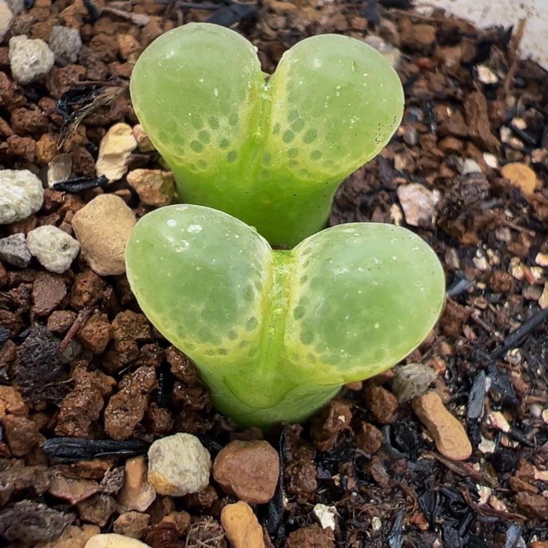 175多肉植物种类多样