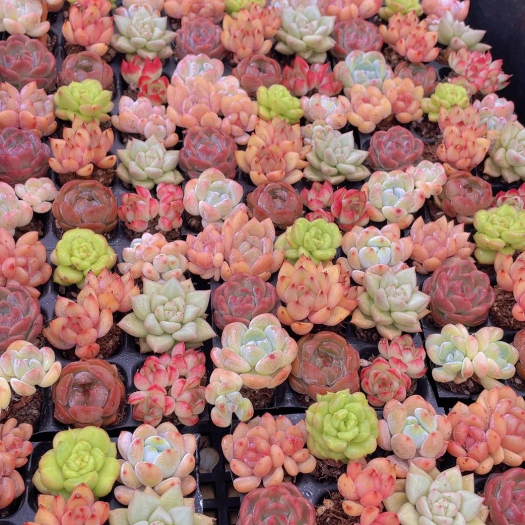 量拍63号 七彩小可爱组合9个