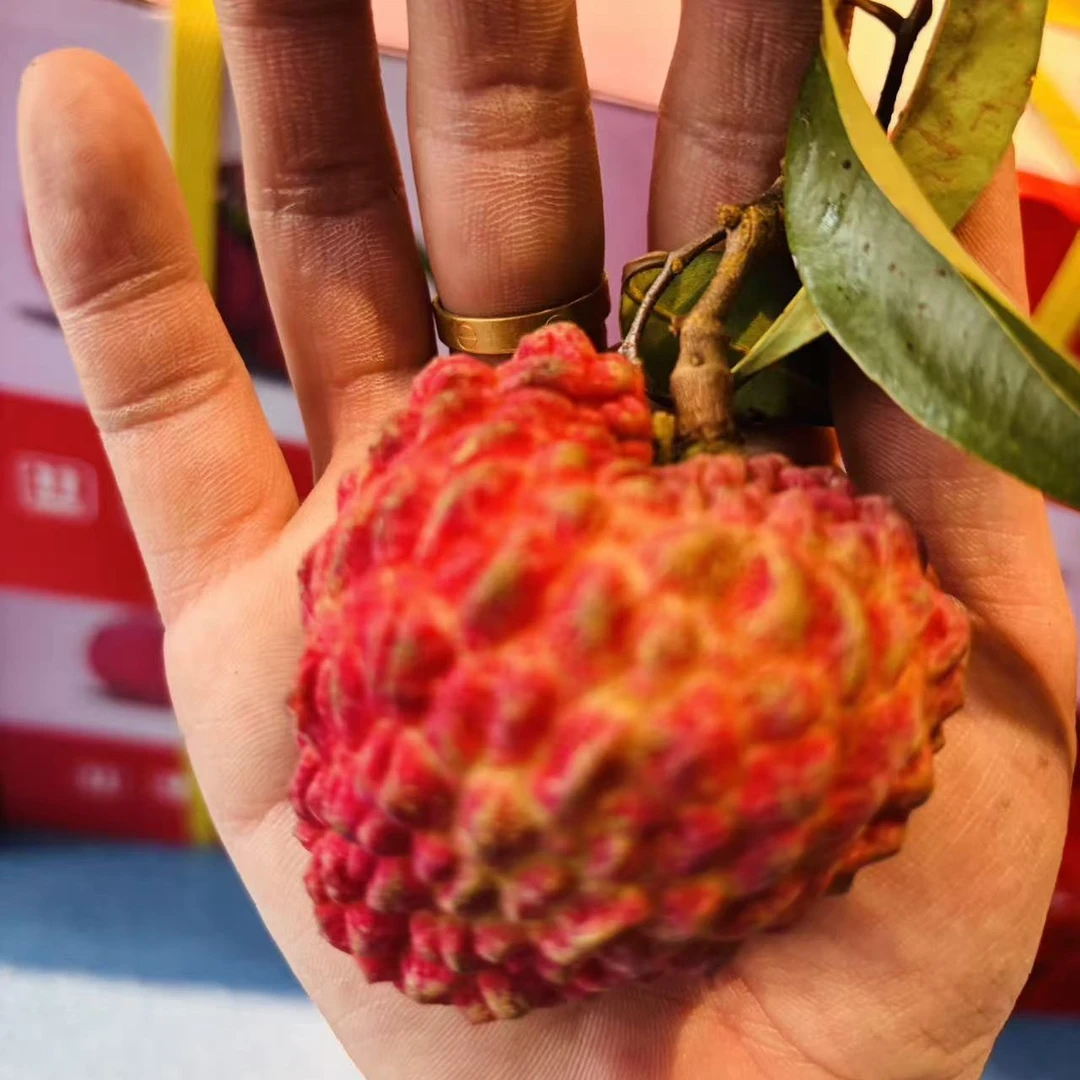 【空运】海南产地直采荔枝王整件6斤199元，约3000克荔枝同城送海南省