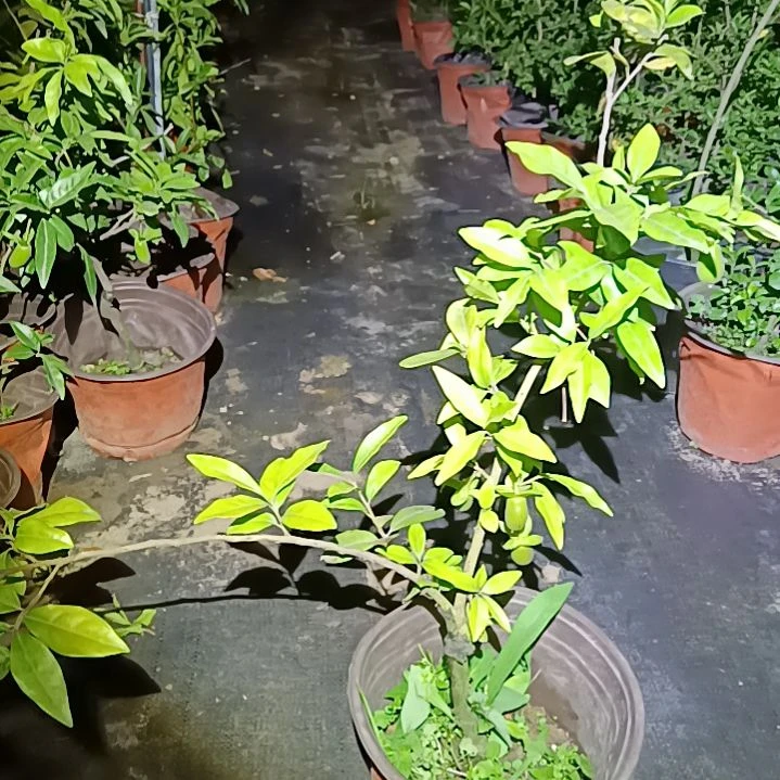 血钻金弹子品种嫁接