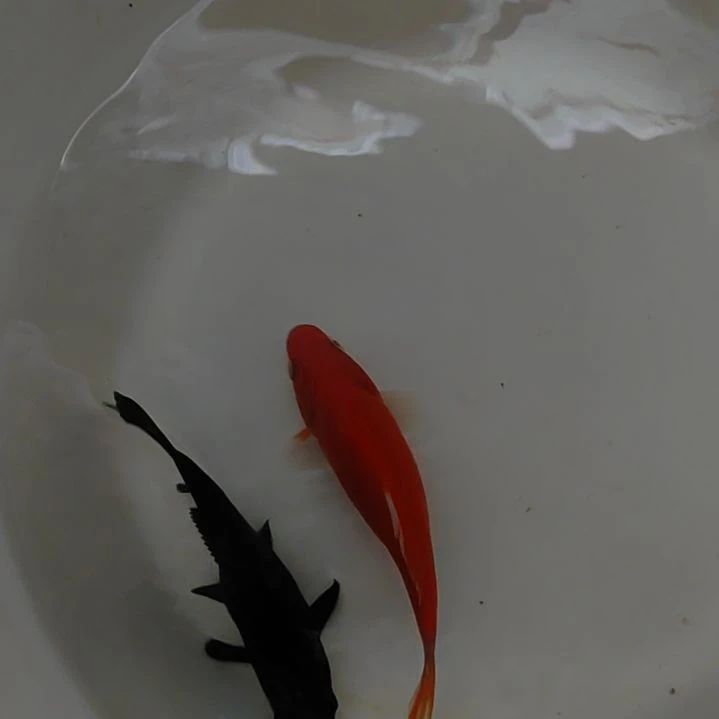 金鱼短尾草金精品