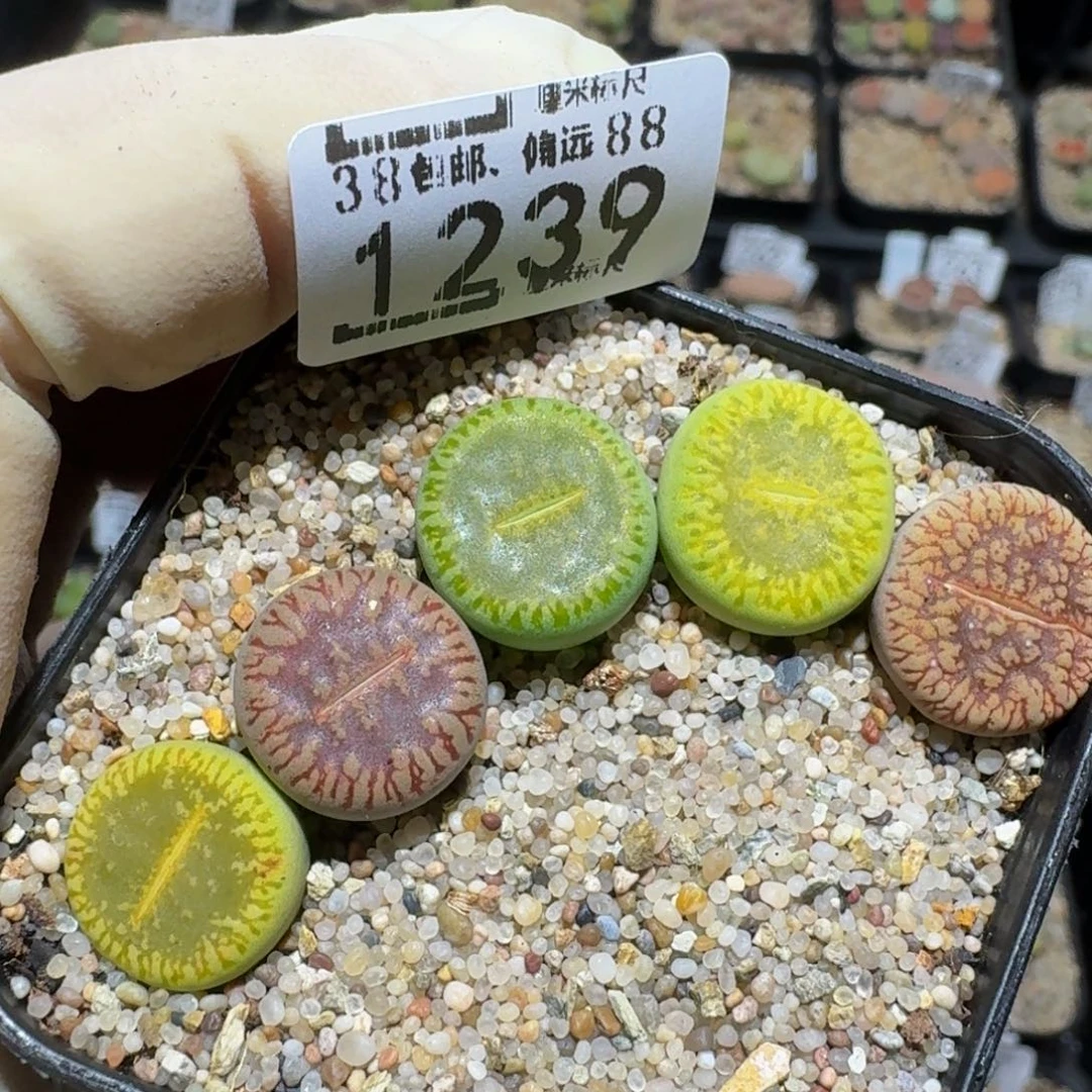 zzzz精品生石花1239