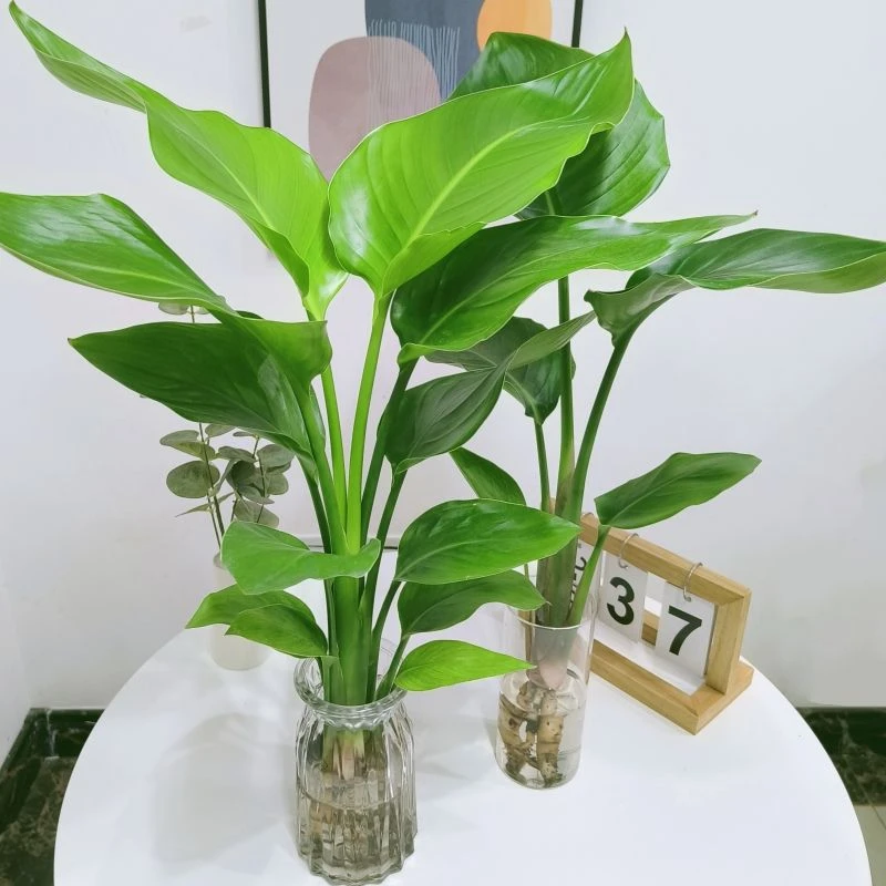 天堂鸟水养绿植室内盆栽家用好养大型四季花卉电视柜办公室内