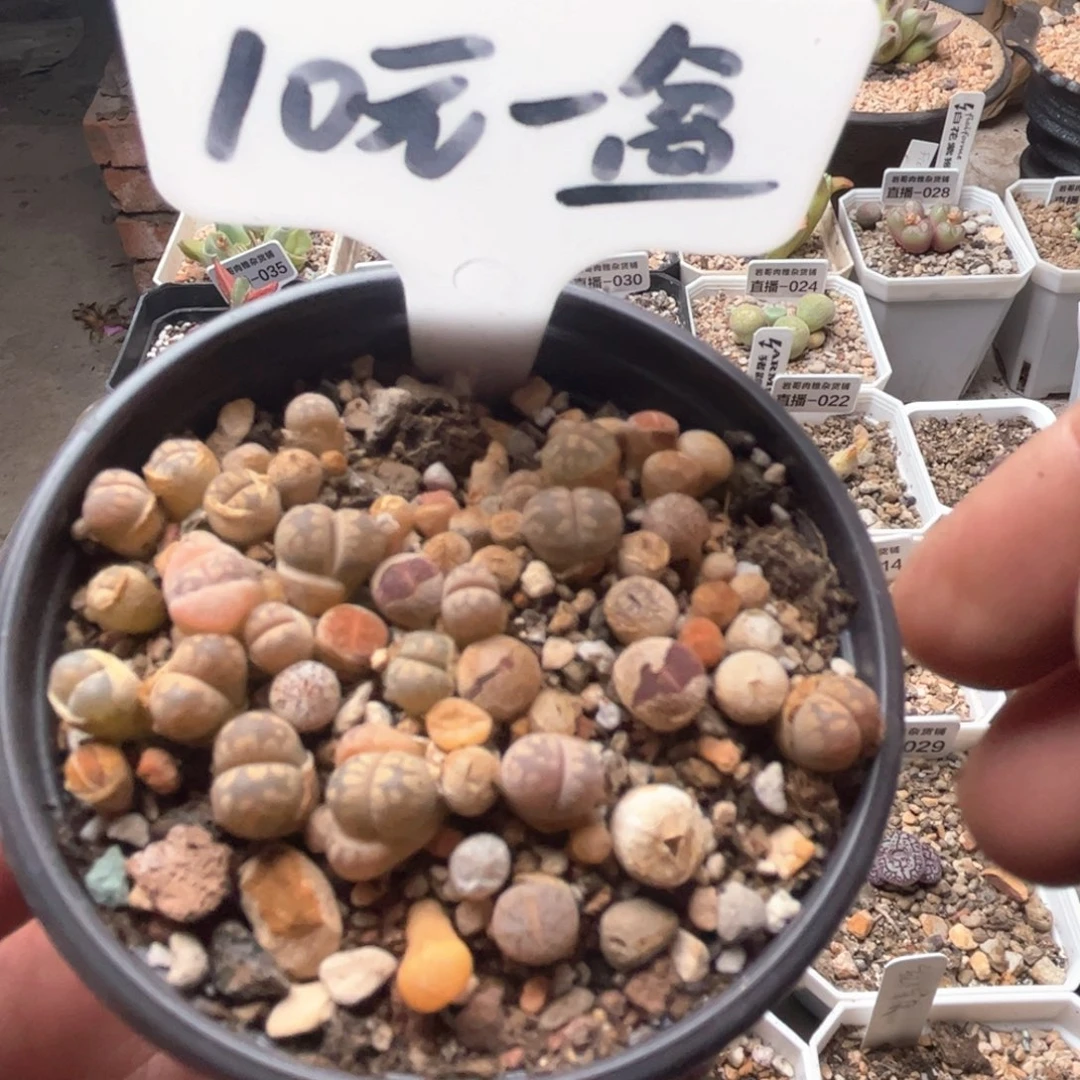 生石花带盆发货一盆20颗以上