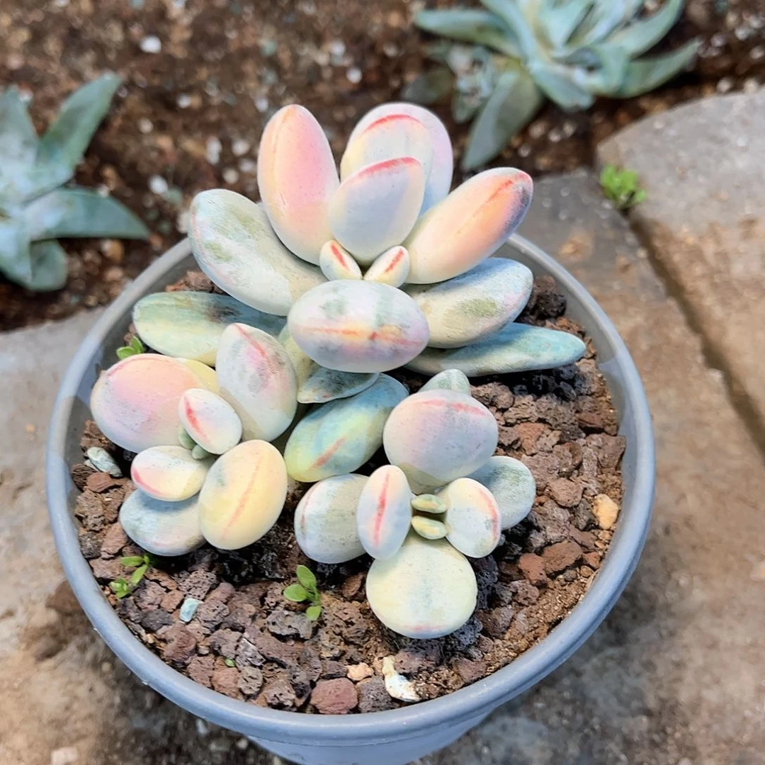 9039乒乓福娘多肉