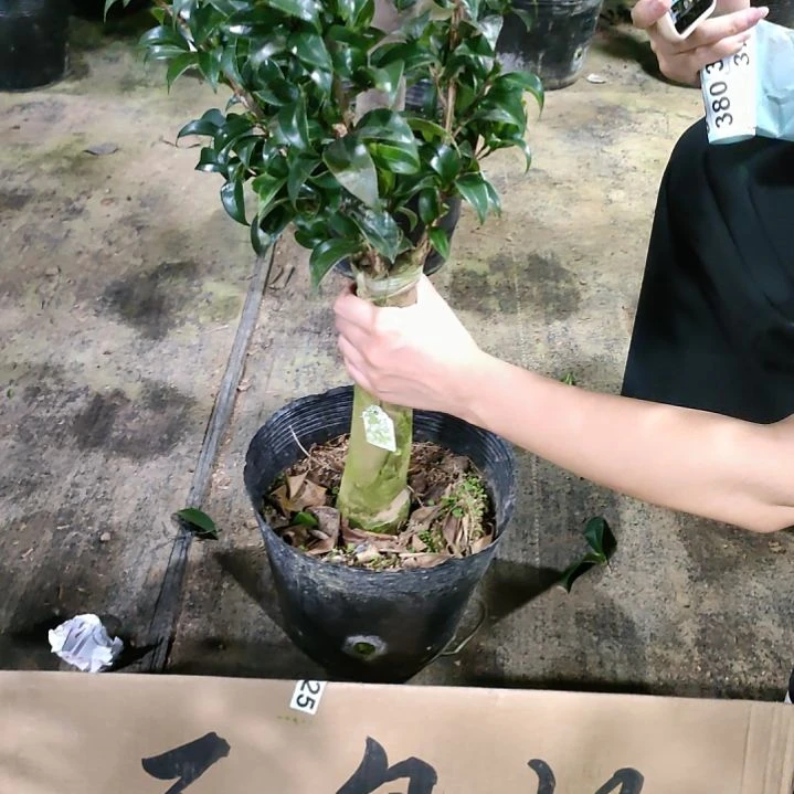 铜鼓娇原盆原土378原盆