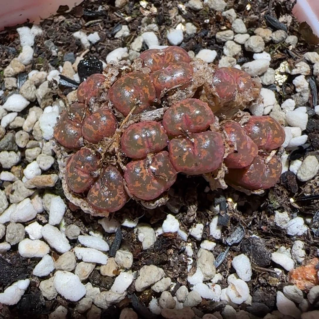 云*肉锥多肉植物百科5-563