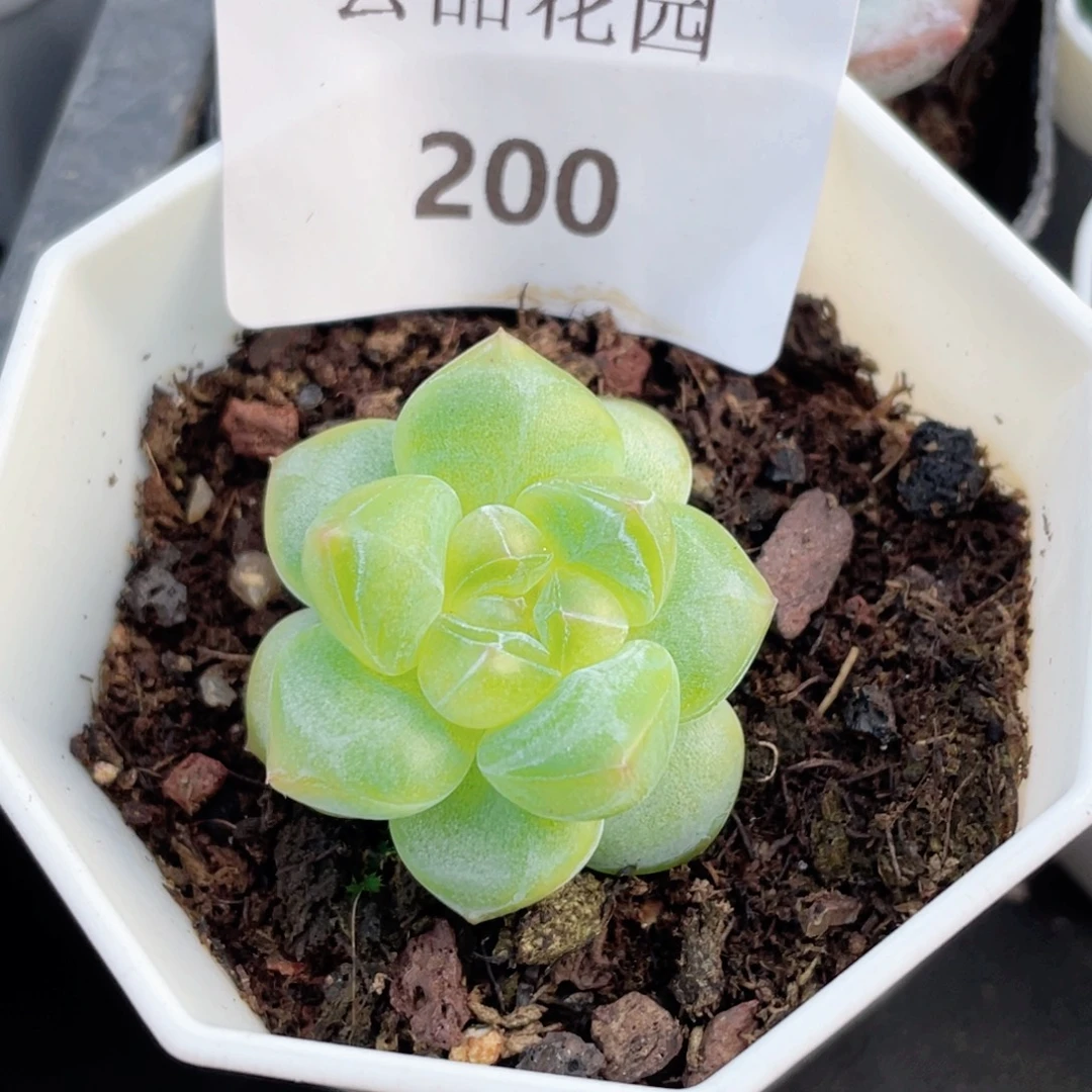 200号糖心冰心珍妮