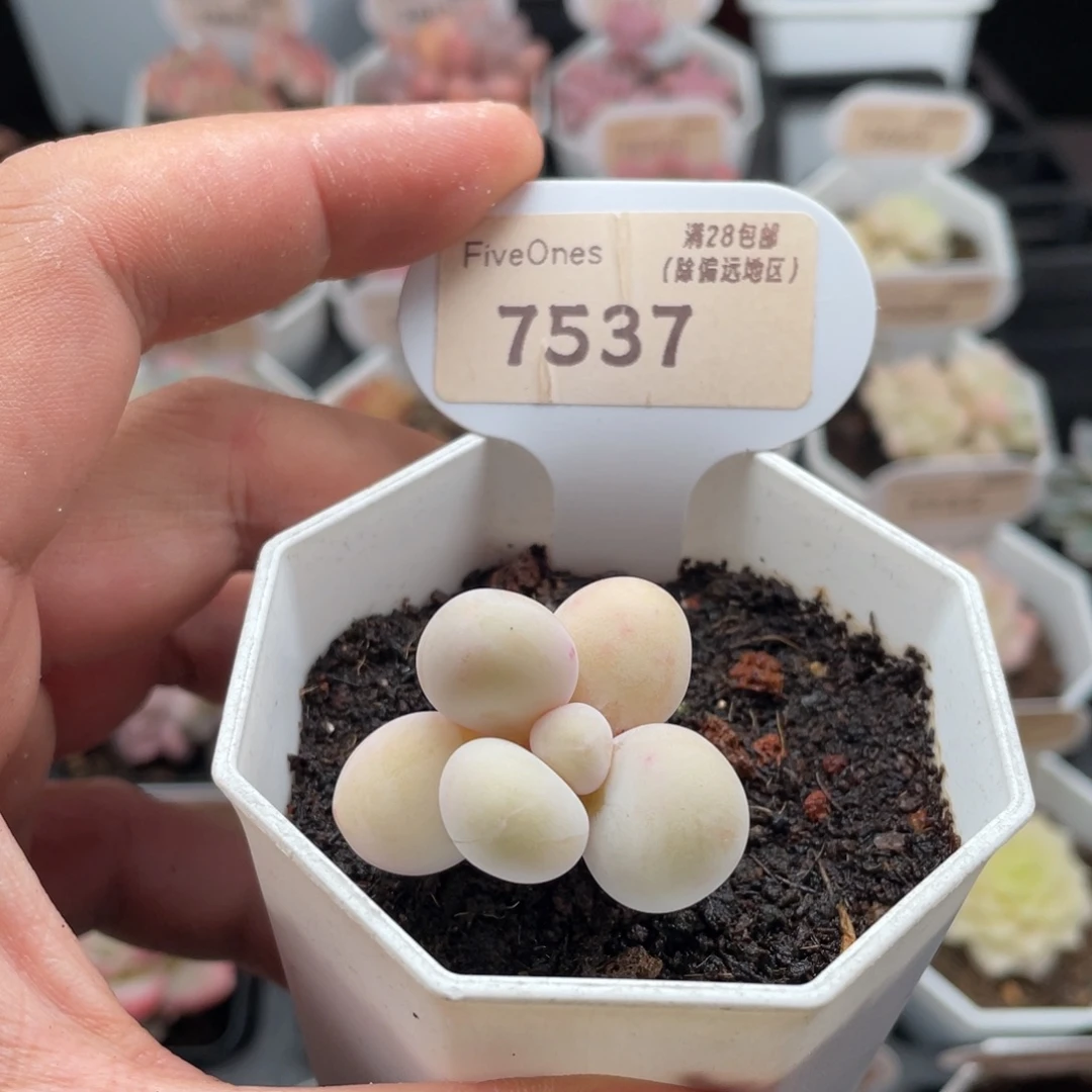 橙雪球奶酪7537奶酪脱土发