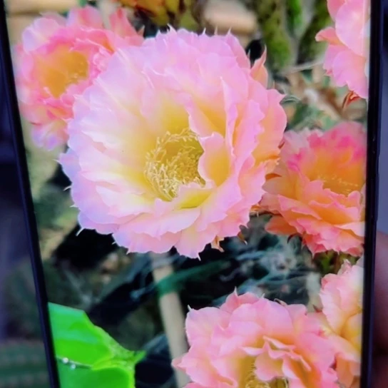 下59彩草冰美人歪无根侧芽5公分左右20包邮