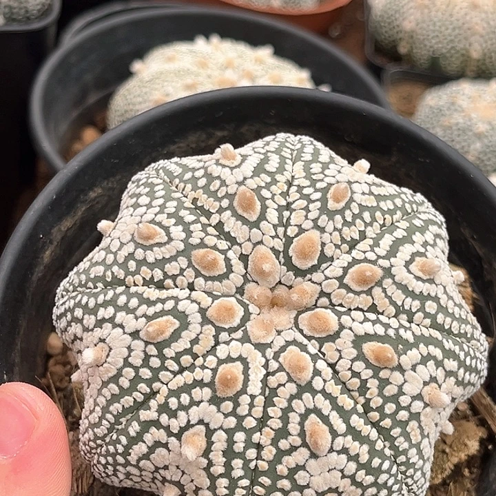 实生兜一物一拍7.4cm