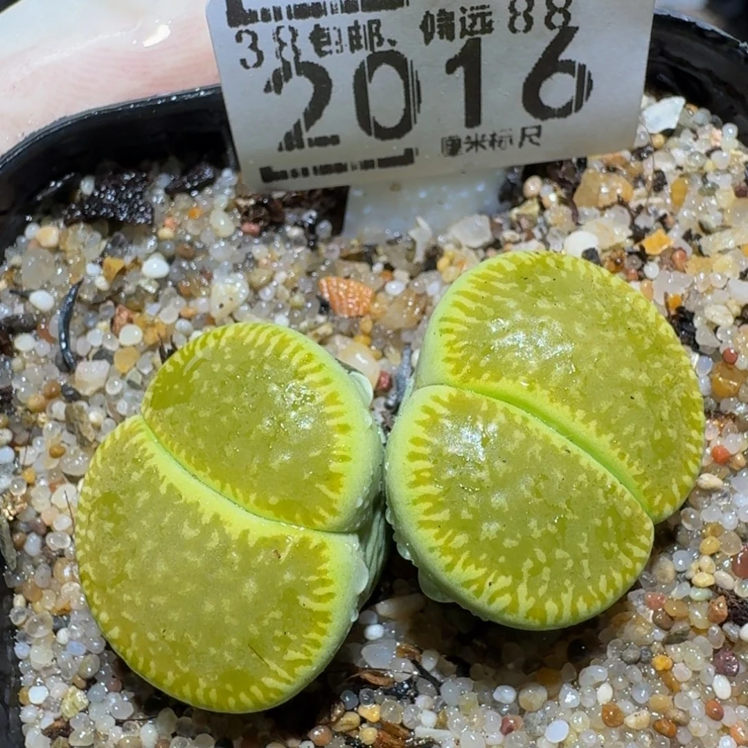 zzzz生石花肉锥2018