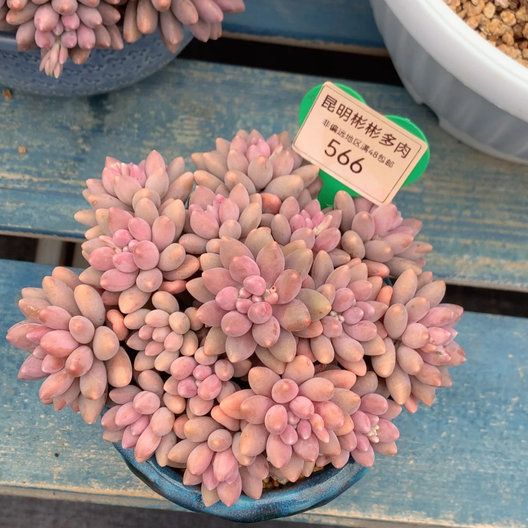 星黛露无砍平头566