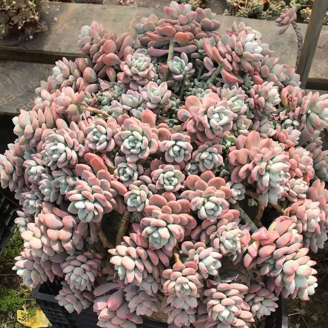 满9.9元包邮 洛神脱土  多肉植物 直播间展示为准