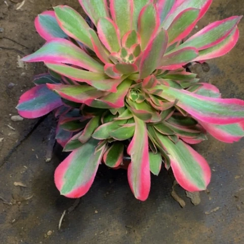 妖月多肉植物量拍