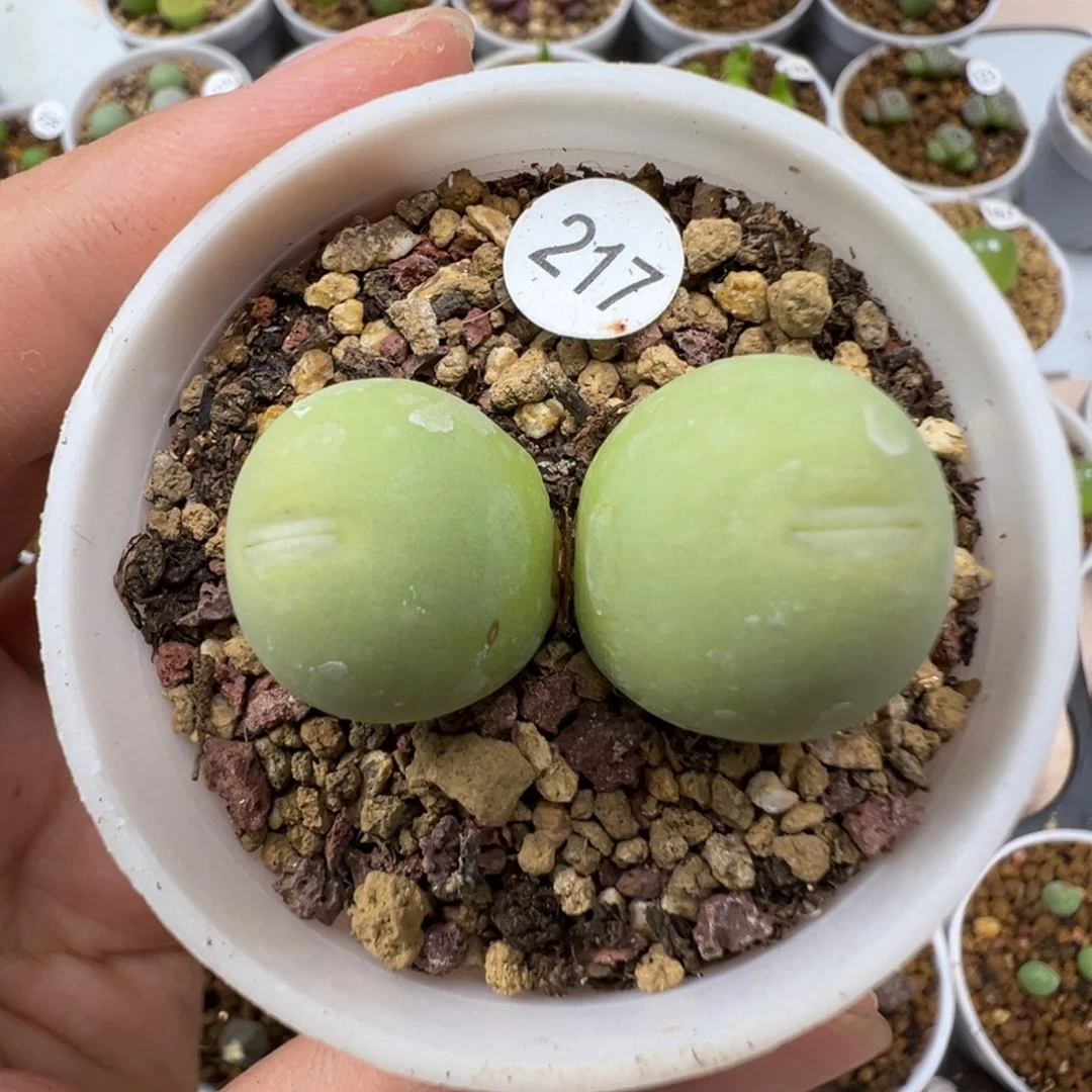 鸽子蛋双头一颗带盆土217000