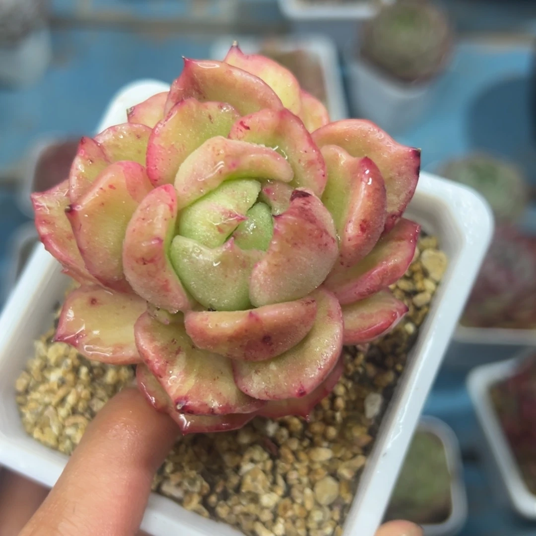 多肉植物一物一拍（53号）