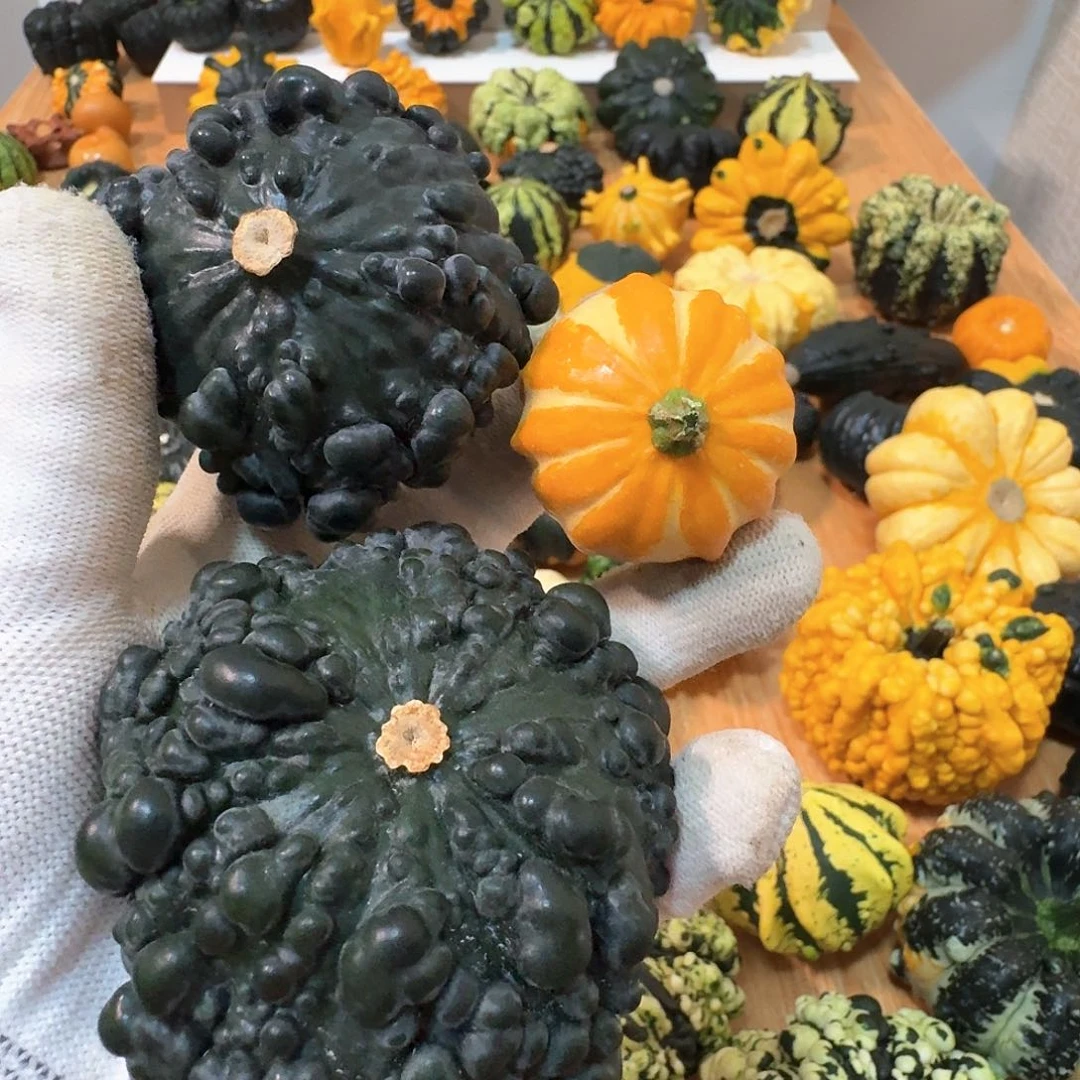 天****室墨西哥七彩葫芦疙瘩葫芦