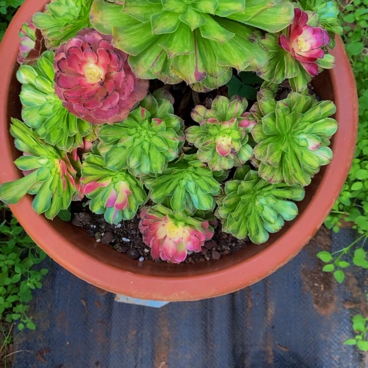 【闪购商品】…****…1639知否多肉