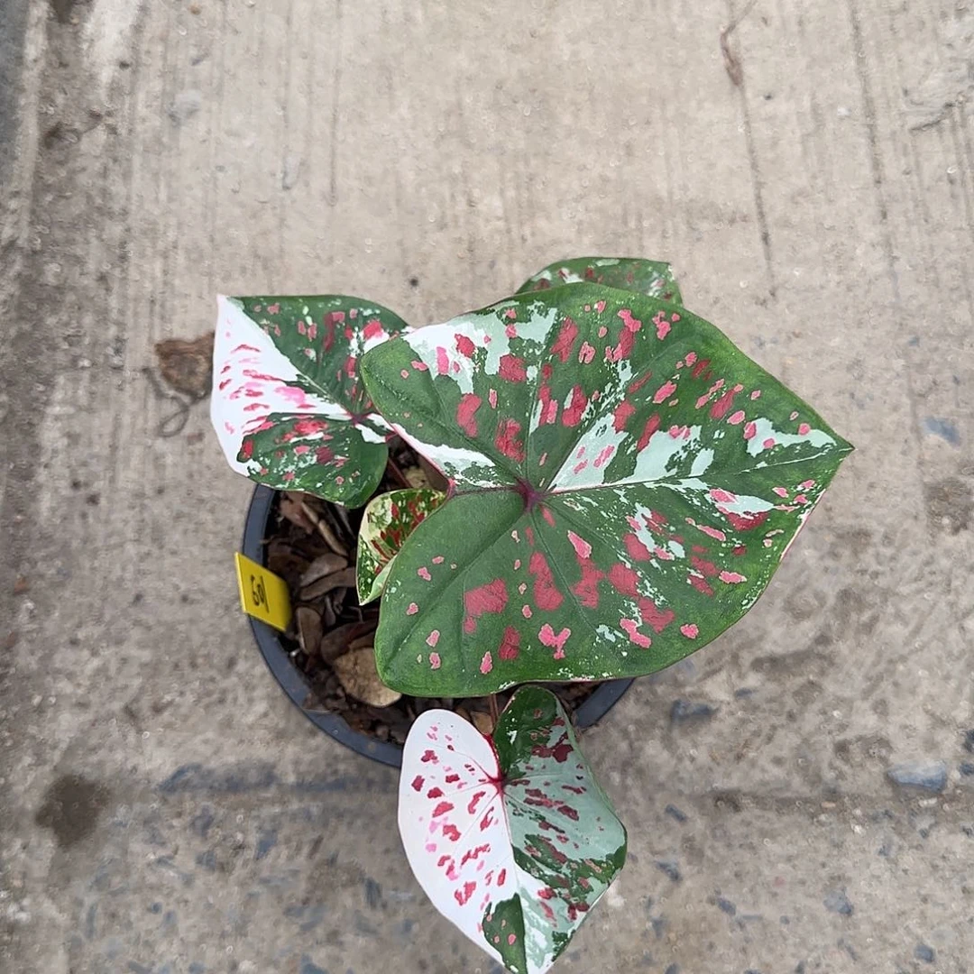 壹**®501-0531泰国发货龟仙岛