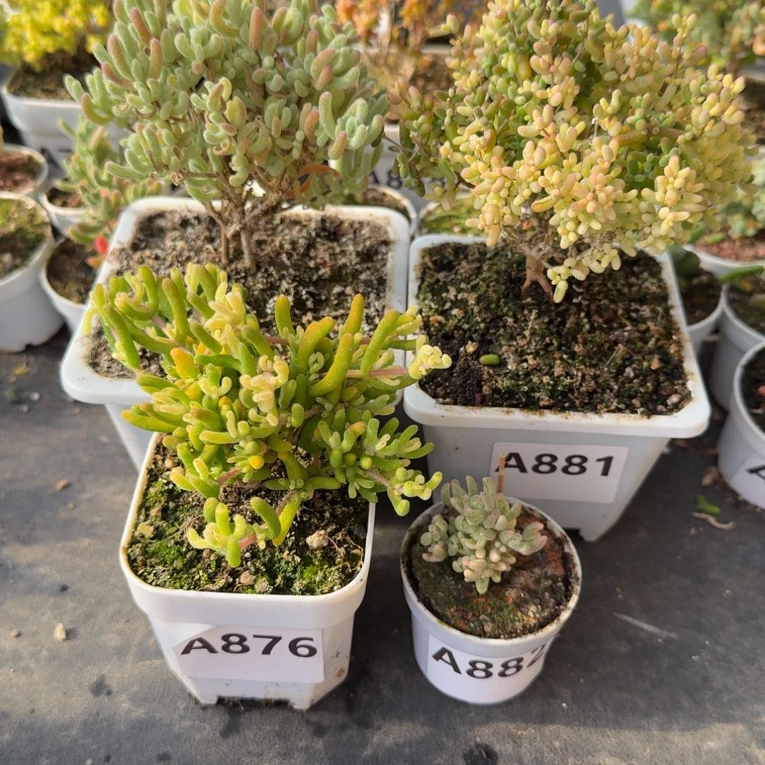 啊***这A876钻石锦883橙叶白锦881米粒锦882红宝石锦