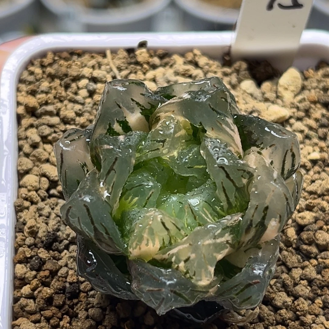 75大窗龙鳞玉露锦（根一般介意勿拍）福利专场