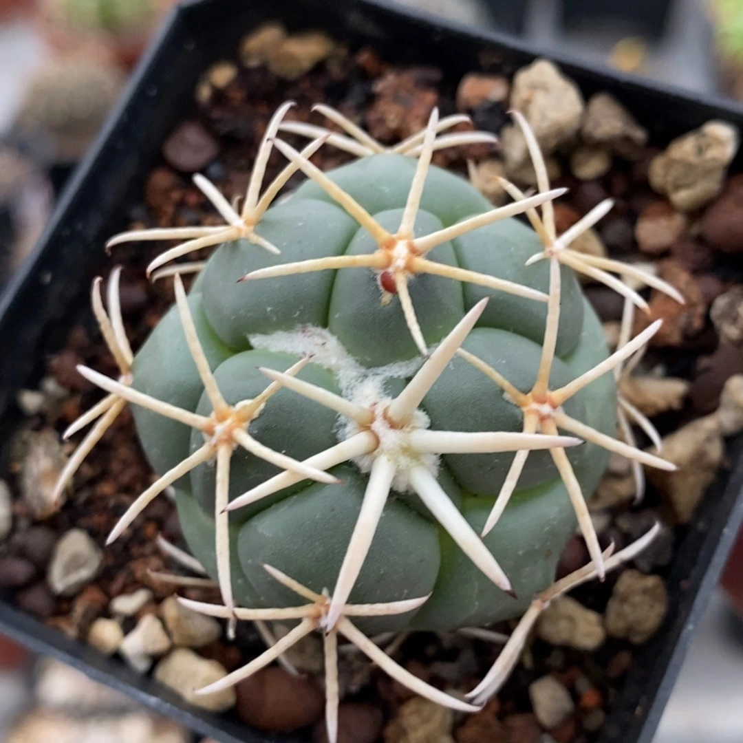 植播园艺优选大祥冠