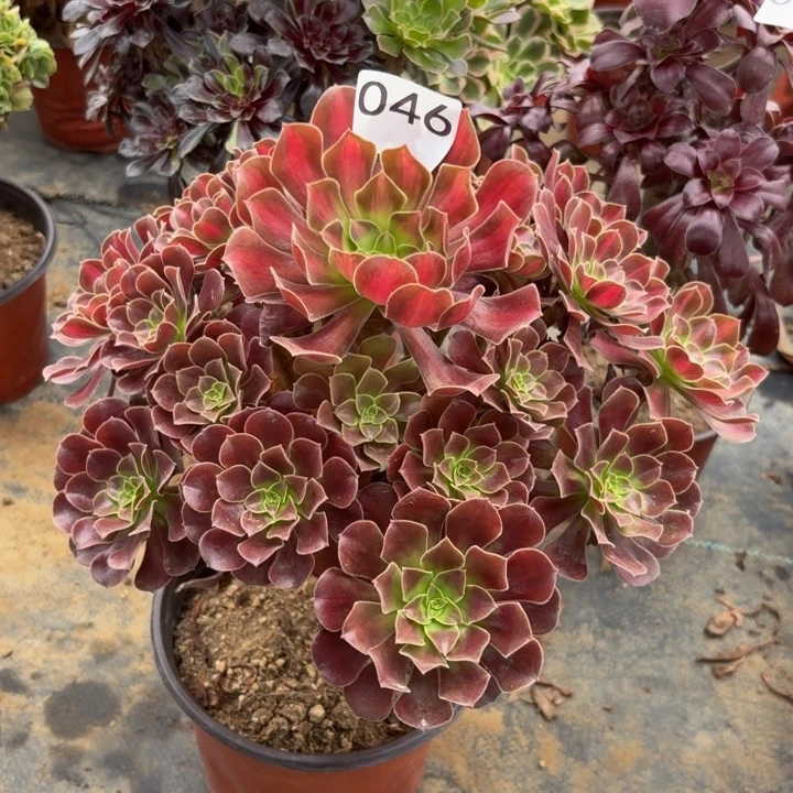 花纳多肉植物不包损046