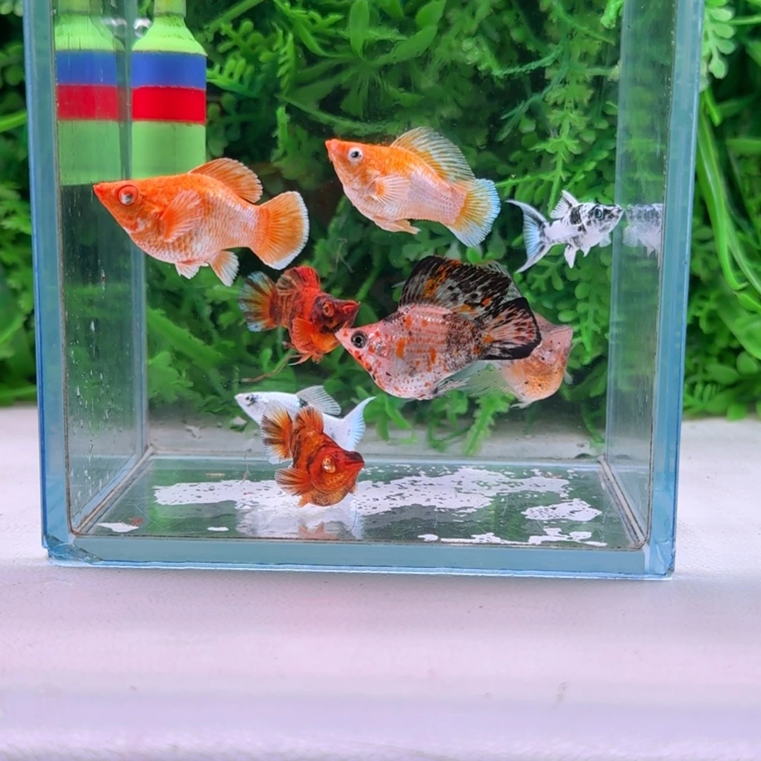 黑玛丽鱼219号玛丽8条