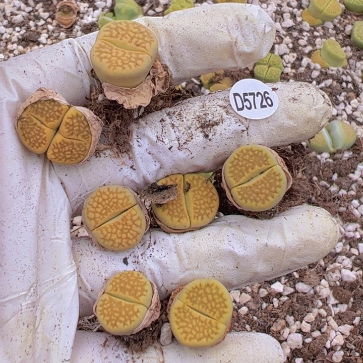 D5726 双头黄巴里1单头6