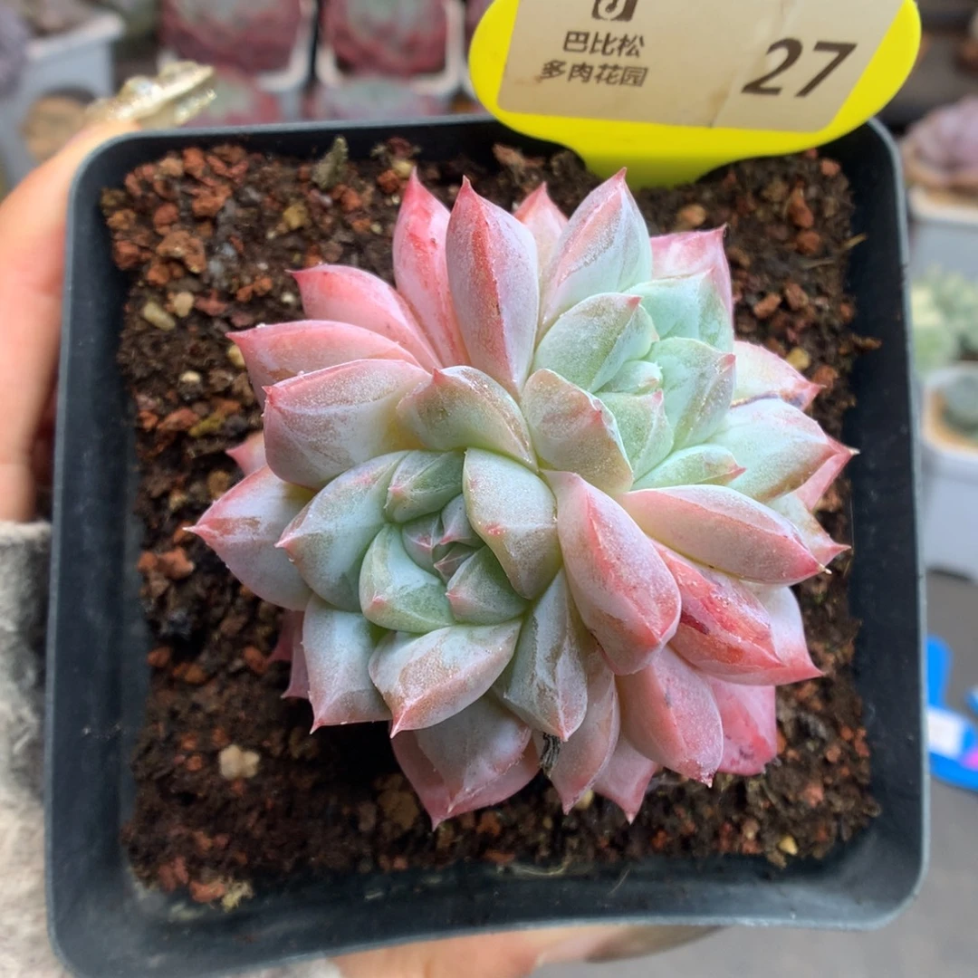 27双头母本粉钻石化