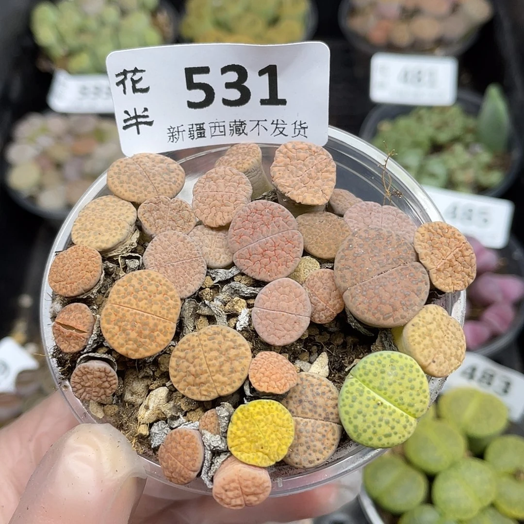 53100000花花花花花花怪她