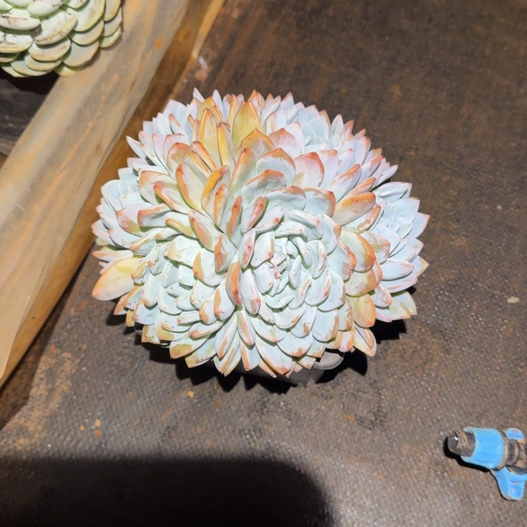 不开花植物6头橙梦路5号棚